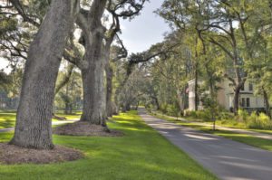 hdr image of tree lined street